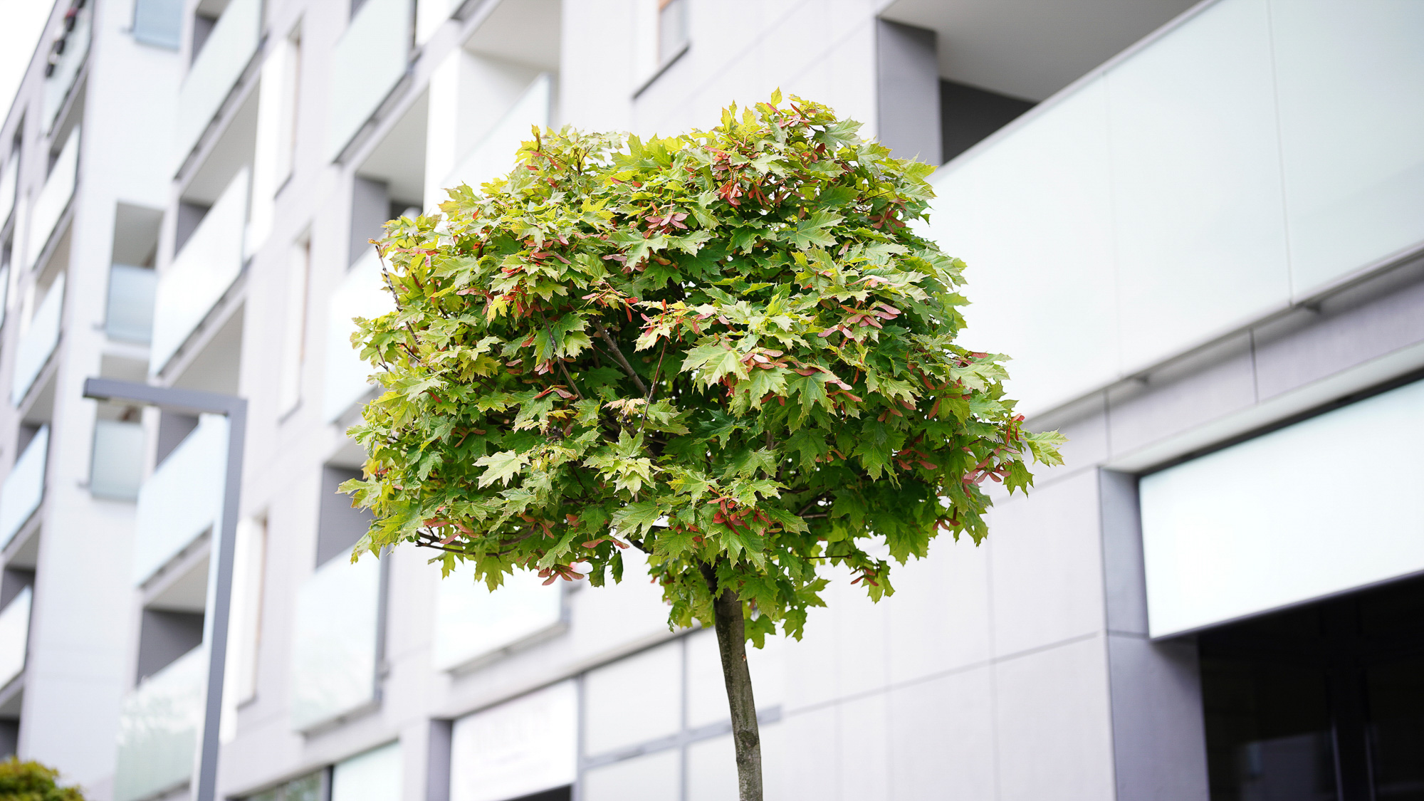 Obiektyw Voigtlander APO Lanthar II 50 mm f/2,0 do Nikon Z